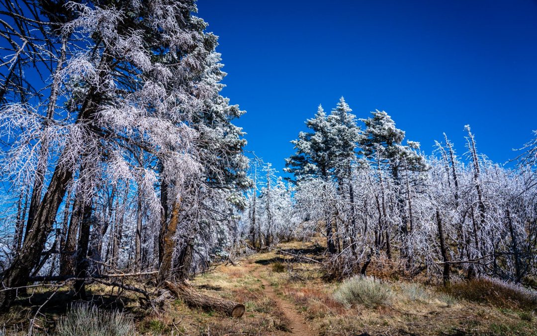 PCT Day 12 – Mile 151.8 to Idyllwild