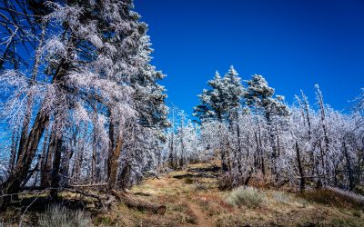 PCT Day 12 – Mile 151.8 to Idyllwild