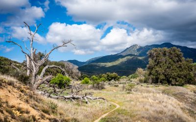 PCT day 9 – Warner Springs to Mile 115